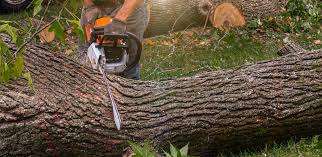 How Our Tree Care Process Works  in  Tolono, IL