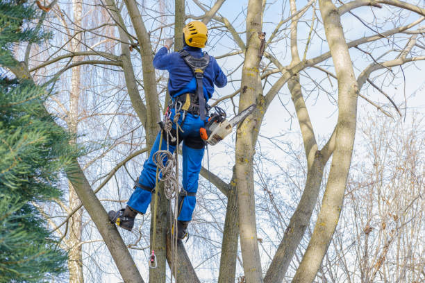 Professional Tree Care in Tolono, IL